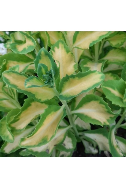 Очиток /седум гібридний Елсіс Голд